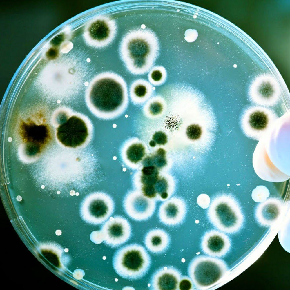 KIL KURDU ZARARLARI NELERDİR?