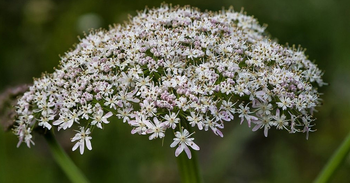 Talihsiz olay okul gezisinde oldu 