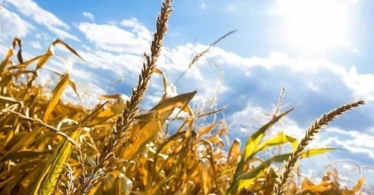 Mazot gübre desteği dönüm başına ne kadar?