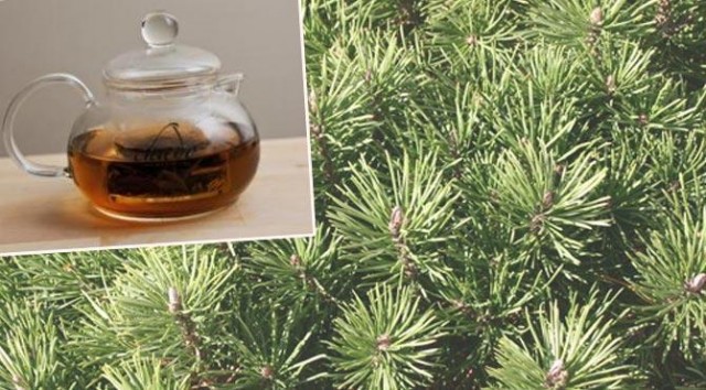 Çam Yaprağı Çayı