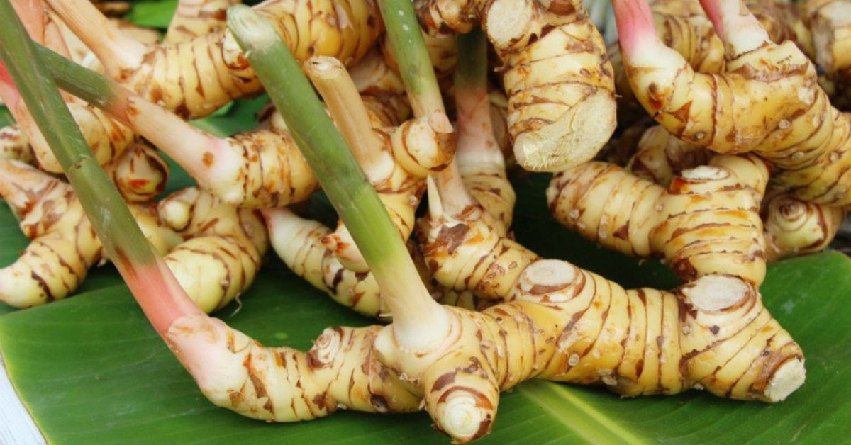 HAVLICANIN FAYDALARI NELERDİR?