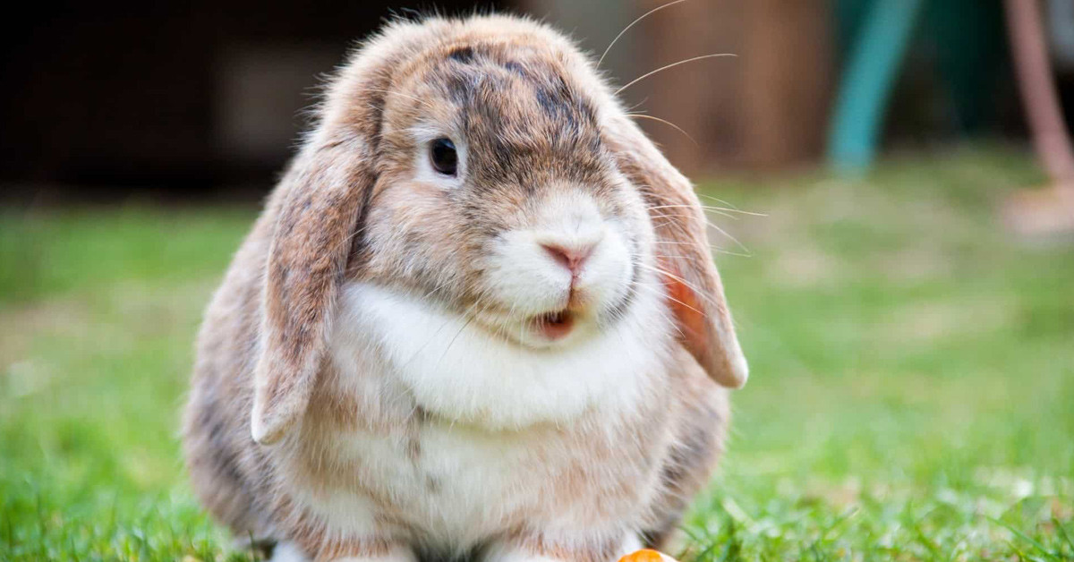 Birçok hayvana benziyor