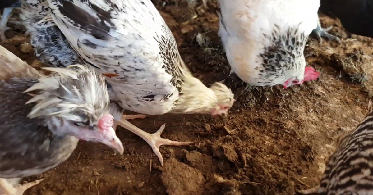 Herkesi şaşkına çevirdi