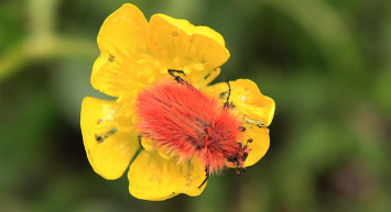 2 Bin 340 Rakımda Keşfedildi, Rengi Şaşkına Çevirdi