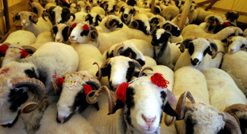 2021 Kurban Fiyatları Ne Kadar Oldu?