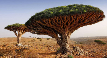 2023’e damgasını vuran en tılsımlı ve gizemli 10 bitki türü!