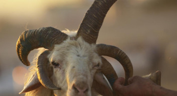 5 Boynuzlu Koç Satışa Çıkarıldı