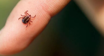 8 ilde kene alarmı! Türkiye’de tam 55 türü var! En çok bu illerde görülüyor... Dikkat edin