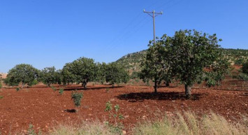 Şanlıurfa'da 8 Yaşında Tarlada Vurulan Çocukla İlgili Gerçek Ortaya Çıktı