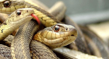 ABD'de 'ölümsüz' yılan görüldü