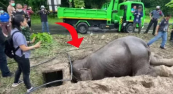 Acı içinde bağıran fili gören ekipler yardıma koştu! Gördükleri karşısında şaşkına uğradı