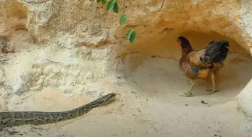 Anne tavuğun pitona karşı yavrularını koruyuşu sosyal medyada gündem oldu