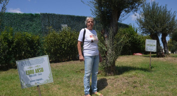 Avcılar'da Öldürülen Kadınların Anısını Dikilen Zeytin Ağaçlarının Tabelaları Çalındı