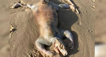 Avusturalya’da bulunan bu tuhaf yaratık dünya gündemine oturdu