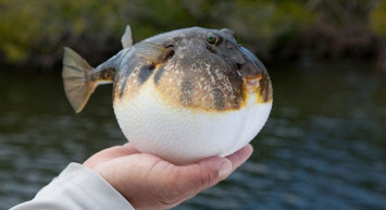 Balon Balığı Zehrinden Yapılan  İlaçta Deneme Aşamasına Gidildi