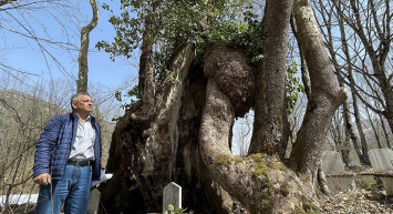 Bartın'da üzerinde Allah lafzı bulunan ağaç koruma altına alındı