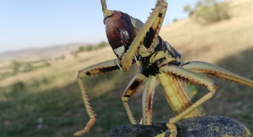 Batman’da Tarlada Etçil Çekirge Görüldü