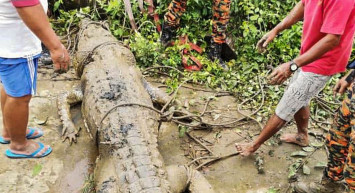 Bir anda nehirden çıkıp genç bir çocuğu yutan timsah yakalandı ve karnı açıldı içinden çıkanlar herkesi şoke etti