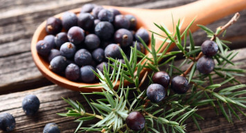 Ardıç yağı ne işe yarar, nasıl kullanılır, hangi hastalıklara iyi gelir? Bel fıtığının doğal ilacı ardıç yağının faydaları 