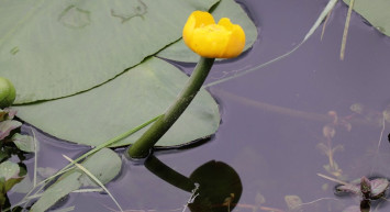 Bolu Abant'ta Bulunan Nilüferleri Koparmanın Cezası 160 Bin TL