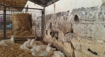 Brezilya'da bir çiftçi ahırda gördüklerinden sonra kapıyı kilitleyip polisi aradı