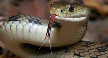 Bu nasıl iş? Yılanlar her yeri sardı! İhbar üzerine eve giden yılan uzmanı hayatının şokunu yaşadı