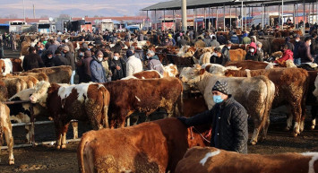 Büyük baş ve küçük baş kurbanlar ne kadar? Türkiye geneli il il 2022 yılı kurban fiyatları belli oldu!
