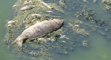 Büyük Menderes Nehri'ndeki Kuraklık Balıkların Ölümüne Neden Oldu