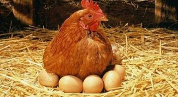 Çanakkale'de arkadaşından gördüğü tekniği uyguladı tavuklarına maydanoz yedirdi sonrasında olanlar herkesi şok etti