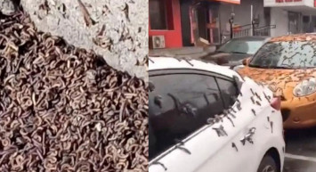 Çin'de korkutan görüntü! Solucan yağmurunun nedeni belli oldu