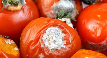 Çürük domatesleri sakın çöpe atmayın! Aklınızın ucundan bile geçmeyen faydaları var