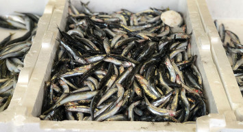 Denizde Hamsi Bereketi: Yüzlerce Kasa Hamsi Avlandı, Kilosu 10-15 TL'ye Düştü!