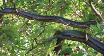 Dev yılan Türkiye'de göründü! Yetkililer uyardı! Paniğe kapılan vatandaş o anları elleri titreyerek kaydetti