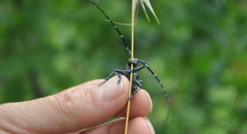 Drakula böceğinin istila ettiği ağaçlar yakılıyor! 7 mahalle karantina altında