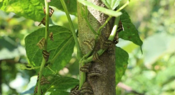 Dünyanın korkulu rüyası Türkiye'de de görüldü Vampir Kelebekler o ilimizi işgal etmeye başladı! '1 saat içinde öldürüyor'