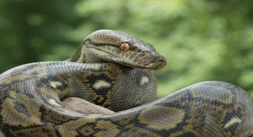 Dünyayı dehşete düşüren görüntüler! Dev piton zavallı kadını tek lokmada diri diri yuttu...