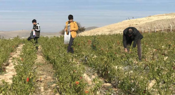 Elazığ’da Yaşayan Çiftçi Tarlasını İhtiyaç Sahiplerine Açtı: 7 Ton Sebzeyi Ücretsiz Dağıttı