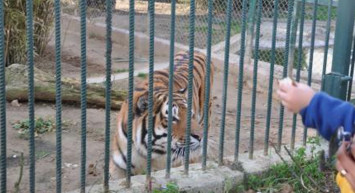 Elini verdi kolunu alamadı! Zavallı adam vahşi kaplanın kurbanı oldu o anlar anbean kameralara yansıdı kalbi olan izlemesin