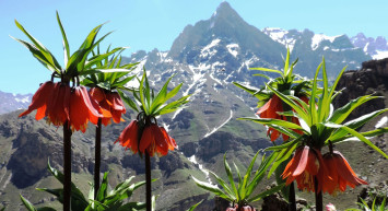 Endemik bitki olan ‘Ters Lalaler’i kopartmak cep yaktırır!