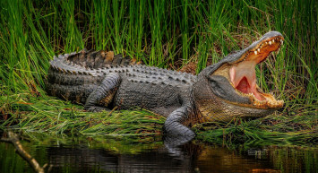 Endonezya'da Timsah 8 Yaşındaki Çocuğu Canlı Canlı Yuttu!