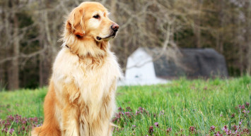Evde Bakılması Yasak Olan Köpek Türleri Nelerdir?