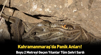 Görüntüler endişe verici! Kahramanmaraş'da boyu 2 metreyi geçen yılanlar bulundu