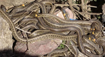 Hakkari'de korkutan olay! Yılanlar sürü halinde dolaşıyor