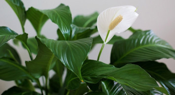 Hangi çiçek şans getirir? Şans getirdiğine inanılan 8 bitki