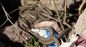 Havalar ısındıkça yılanlar çığrından çıktı sokaklar önü yılan kaynıyor... Tokat'ta korkunç görüntü yetkililer hangisine koşacak