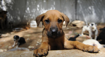 Hayvan Hakları Yasası Ne Zaman Çıkacak?