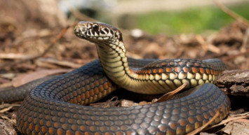 Hindistan’da Akılalmaz Olay! Yılanı öldürmek için takip eden adam hayatının şokunu yaşadı