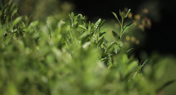 İmparatorların Çayı Olarak da Bilinen Beyaz Çay 4 Bin TL'den Satılıyor