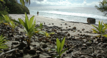 Issız ada hikayesi gerçek oldu! 5 gün mahsur kalan adam hayatta kalabilmek için öyle şeyler yedi ki...