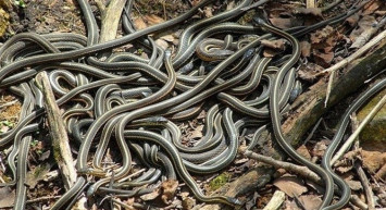 İstanbul’da şehrin içinde yılan görüldü